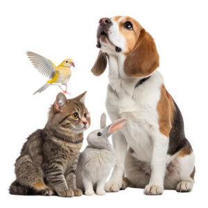 Beagle, tabby cat, rabbit and bird together, shop pet accessories in Qatar