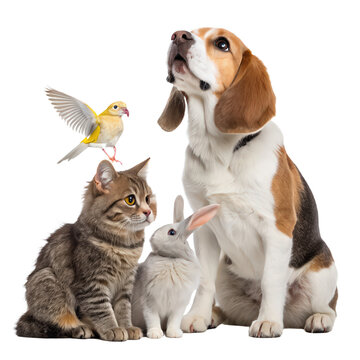 Beagle, tabby cat, rabbit and bird together, shop pet accessories in Qatar